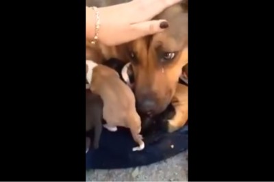 Tego to jeszcze nie widziałem! Psia mama popłakała się bo uratowali jej szczenięta!