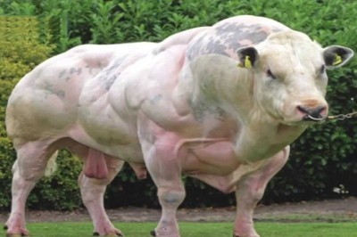 Ten byk wygląda jak żywa góra samych mięśni! Przesadny efekt modyfikacji genetycznych?
