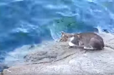 Ten domowy kociak poluje jak prawdziwy łowca! Zobacz nagranie drapieżnika w akcji! 