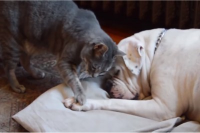 Ten kociak stara się obudzić śpiącego przyjaciela.... ale co stało się później rozbawiło mnie do łez! 