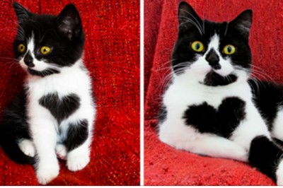 Ten kot dosłownie nosi serce na swojej piersi! Zobacz jak niesamowicie wygląda mały Zoe!