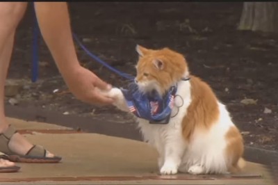 Ten kot wierzy, że jest... psem. Gdy poznałam jego zwyczaje, też uwierzyłam! 