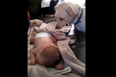 Ten labrador zobaczył śpiącego maluszka! Po cichu podchodzi do niego i robi coś co chwyta za serce! 