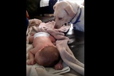 Ten labrador zobaczył śpiącego maluszka! Po cichu podchodzi do niego i robi coś co chwyta za serce!