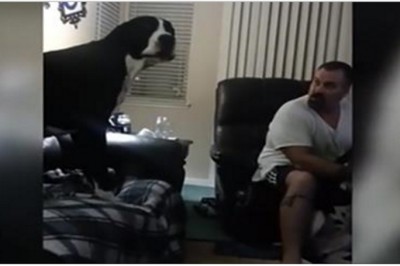 Ten olbrzymi dog nie cierpi być ignorowany! Jego fochy rozbawiły właścicieli do łez!  