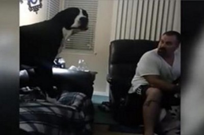 Ten olbrzymi dog nie cierpi być ignorowany! Jego fochy rozbawiły właścicieli do łez!