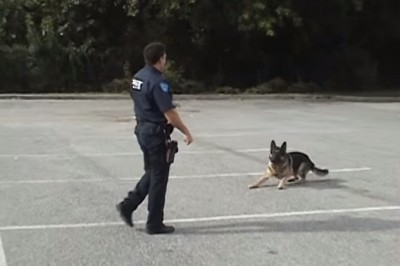 Ten policyjny pies w 20 sekund zaskoczy Cię swoimi umiejętnościami! Świetna tresura!