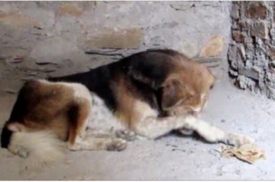 Ten psiak cały czas zakrywał swój pysk łapą! Kiedy weterynarz podchodzi bliżej widzi coś strasznego!