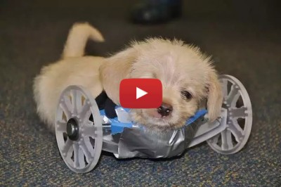 Ten słodki szczeniak urodził się bez przednich łapek! Zobacz jak pomogli mu wspaniali ludzie!