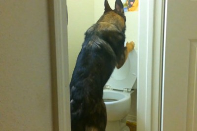 To zdecydowanie nie jest zwykły pies! Poznajcie Barona który może prowadzić dom! 