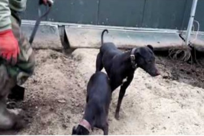 Tylko w taki sposób można walczyć z kolonią szczurów! Mocne nagranie z farmy norek!