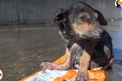 Uratowali psa umierającego na wysypisku śmieci. Teraz ma nowych, kochających przyjaciół!