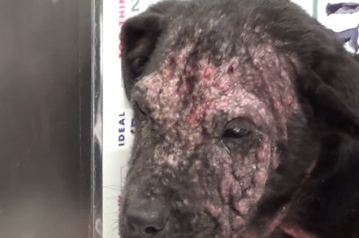 Uratowany przed śmiercią szczeniak dostał drugie życie. Zobacz jak wygląda teraz! 