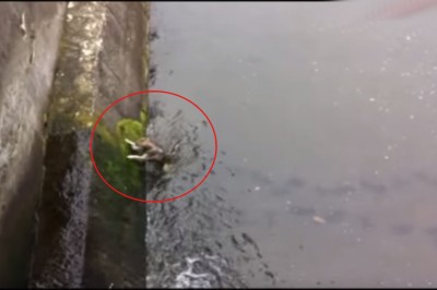 Uratował tego psa z kanału! Jego reakcja? Czysta miłość i oddanie.