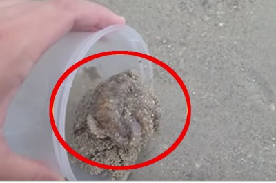 Uratował życie ośmiornicy umierającej na plaży! Zwierze podziękowało mu w bardzo niezwykły sposób! 