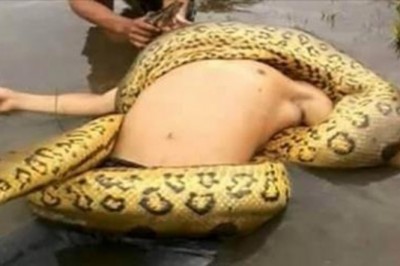 Uwaga tylko dla ludzi o mocnych nerwach! 10 ekstremalnych ataków anakondy na ludzi!