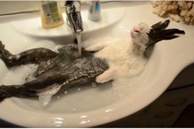 Ułożyła królika w zlewie pełnym ciepłej wody! Reakcja zwierzęcia zupełnie ją zaskoczyła! 