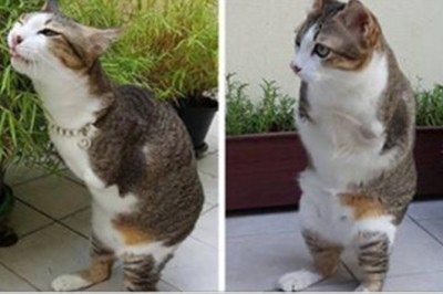 W wypadku stracił przednie łapki! Teraz zobacz jak ten kociak próbuje wejść po schodach! 