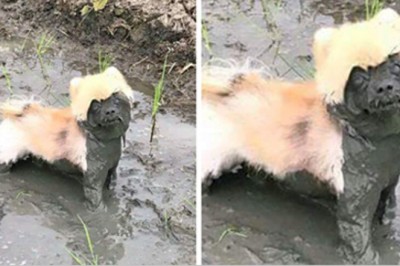 Widząc te zdjęcia zrozumiesz dlaczego nie należy pozwalać psu wbiegać w błoto! 15 idealnych powodów! 