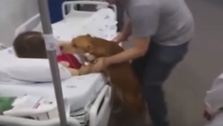 Wiedział, że jego pani umiera! Wskoczył na szpitalne łóżko i pożegnał ją w niesamowicie wzruszający sposób!