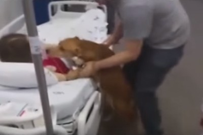 Wiedział, że jego pani umiera! Wskoczył na szpitalne łóżko i pożegnał ją w niesamowicie wzruszający sposób!