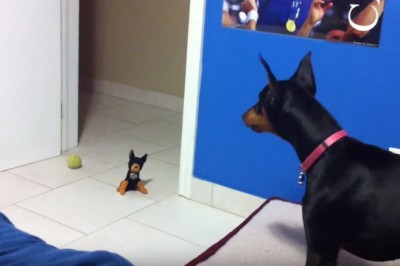 Wielki doberman okazał się bezsilny! Zobacz jak pluszowa zabawka wprawia w zakłopotanie dorosłego psa!