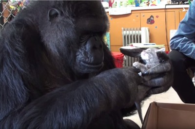 Wielki goryl poznaje malutkie kociaki. Jego ludzka reakcja wzruszy każdego! 