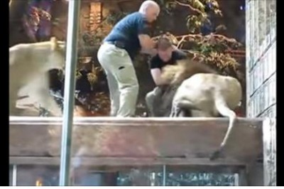 Wielki lew próbował rzucić się na pracownika zoo! TO co zrobiła lwica zaszokowało wszystkich!