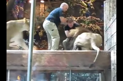 Wielki lew próbował rzucić się na pracownika zoo! TO co zrobiła ta lwica zaszokowało wszystkich!