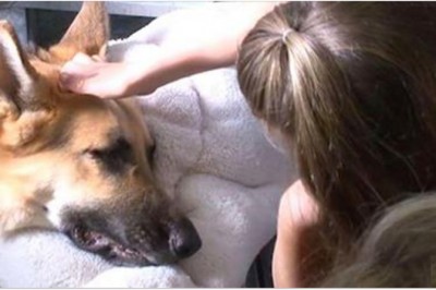 Wielki pies pilnował płaczącego dziecka! Wtedy babcia spojrzała na jego łapy i zobaczyła coś szokującego! 