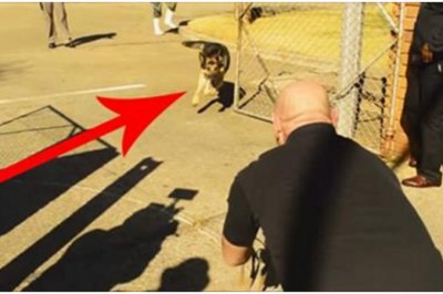 Wojskowy pies czekał dwa lata, żeby znów spotkać swojego pana! Zobacz jego reakcje gdy otworzyli klatkę!