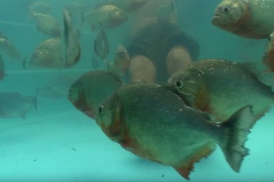 Wrzucił surowe mięso do basenu pełnego piranii. Po chwil sam tam wszedł w samych kąpielówkach! 