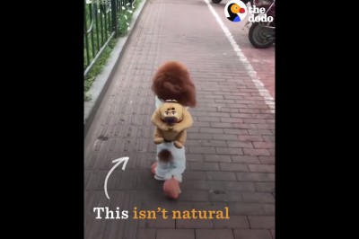 Wszyscy zachwycali się pieskiem biegającym na 2 łapkach! Jednak kryje się za tym coś brutalnego!