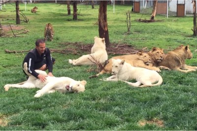 Wyczuł, że coś się święci! Tygrys uratował swojego pana przed atakiem lamparta!