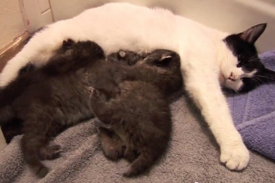 Wyglądała jak kotka karmiąca swoje kocięta! Jednak gdy przyjrzysz się bliżej zobaczysz coś niezwykłego! 