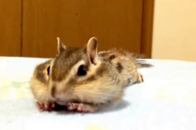 Wypuścił małą wiewiórkę na swoje łóżko! Jej reakcja na świeże prześcieradło jest powalająca! 