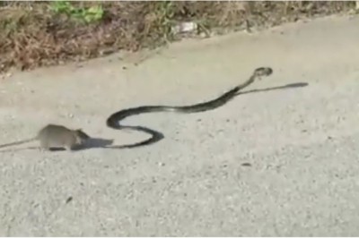 Wąż porwał i próbował zjeść jej dziecko! Kiedy zobaczysz reakcje matki całkiem zaniemówisz!