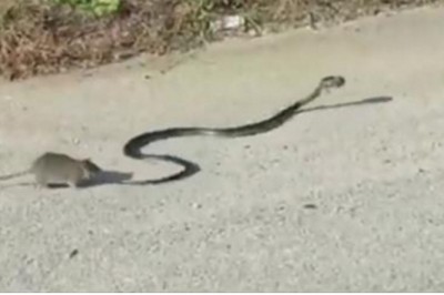 Wąż próbował zjeść jej dziecko! Kiedy zobaczysz błyskawiczną reakcje matki całkiem zaniemówisz!