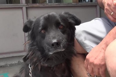 Właściciel porzucił swojego psa! To co pies zrobił po chwili złamie Ci serce! 