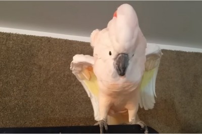 Właściciel próbuje zamknąć papugę w klatce! Gdy zaczęła przeklinać nie mogłem powstrzymać śmiechu!
