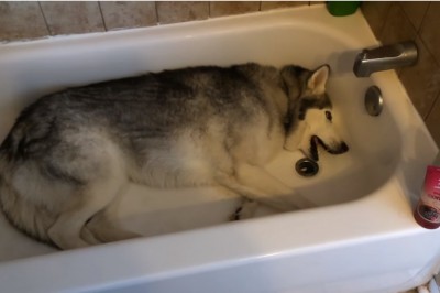Właścicielka prosi psa żeby wyszedł z wanny! Jego reakcja sprawi, że popłaczesz się ze śmiechu! 