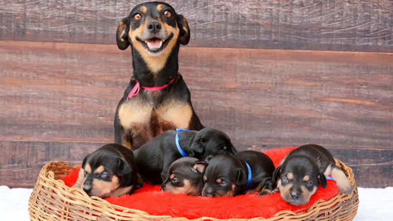 Zakochasz się od pierwszego wejrzenia! Dumna mama 5 szczeniaków w niesamowitej sesji zdjęciowej!