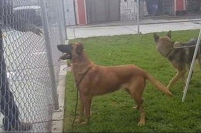 Zamknięty w schronisku pies widzi jak jego dawna rodzina wybiera innego psa! Spotkała ich słuszna kara!