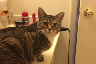 Zapytał swojego kota czy jest głodny ale reakcją zwierzaka zupełnie mnie zaskoczyła! To kot czy pies? 