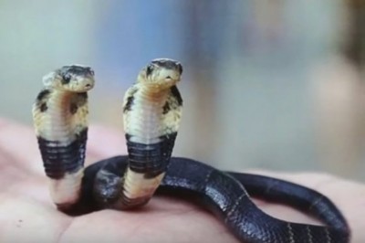 Zaskakujące odkrycie hodowcy węży. Dwugłowa kobra sensacją w chińskim zoo.