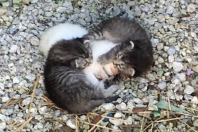 Zauważyła jak dwa małe kocięta przytulają trzęsący się biały kłębek sierści! Uratowała je w ostatniej chwil!