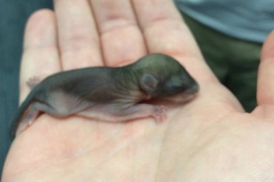 Znalazł bardzo dziwnie wyglądające zwierzątko na ulicy! Nie miał pojęcia co z niej wyrośnie...