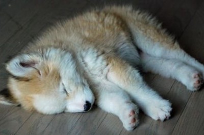 Znalazł na ulicy małą futrzaną kulkę i przyniósł do domu! Wszyscy byli w szoku co z niego wyrosło!