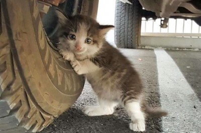 Znalazł tego przestraszonego kociaka pod kołami swojej ciężarówki! Nie mógł powiedzieć mu NIE! 