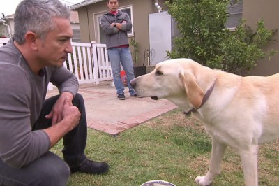 Znany zaklinacz psów został zaskoczony prze bardzo agresywnego psa! Nieplanowana mocna akcja!